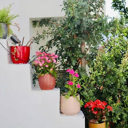 Lyra Tilos * Livadia (Tilos)
